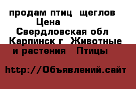 продам птиц- щеглов › Цена ­ 3 000 - Свердловская обл., Карпинск г. Животные и растения » Птицы   